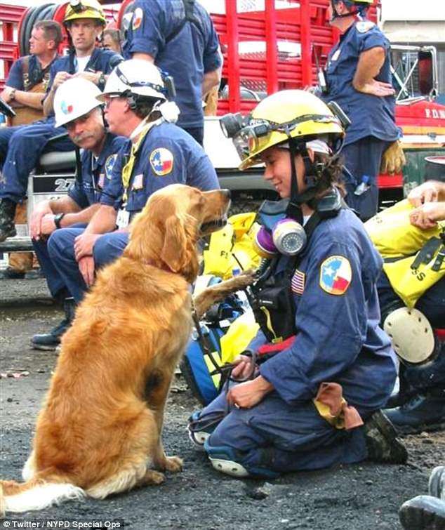 Невероятные примеры спасения! 26 смелых собак, которые стали настоящими героями! рис 7
