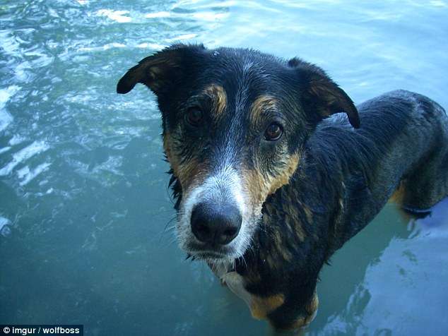 Невероятные примеры спасения! 26 смелых собак, которые стали настоящими героями! рис 13