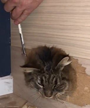 Берегись ремонта! Как кот решил хозяину помочь, но оказался замурованным В ЛЕСТНИЦЕ! :) рис 4