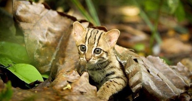 Ржавая кошка наконец-то попалась! Потрясающую красотку размером с ладонь удалось заснять в джунглях... рис 2