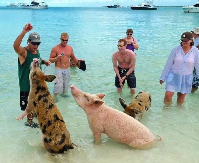 Разноцветные водоплавающие свинки на Багамских островах: мы бы тоже не отказались так жить! :) рис 5