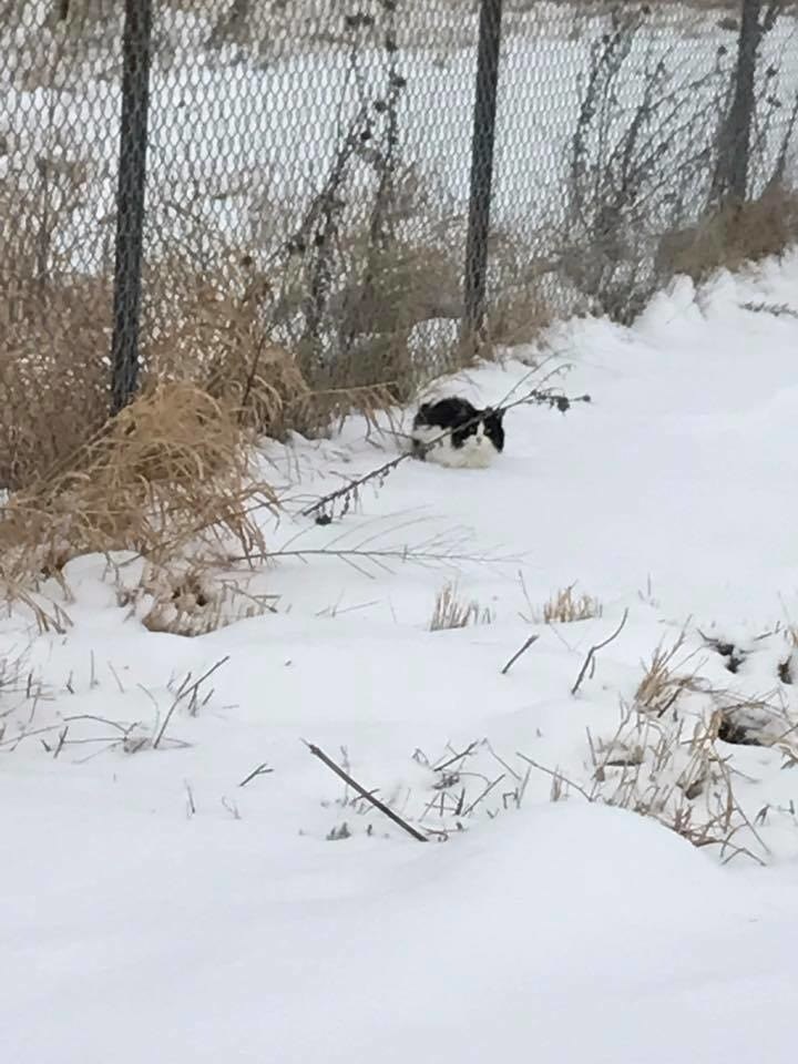 "Она словно окаменела!" Одинокая кошка замерзала на дороге в суровый мороз...