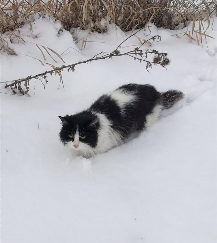 "Она словно окаменела!" Одинокая кошка замерзала на дороге в суровый мороз... рис 2