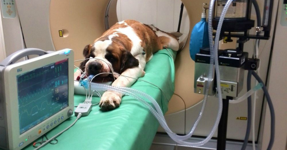 Собака перед операцией. Мрт для животных.