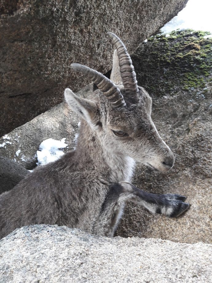 We-saved-a-mountain-goat-that-was-stuck-hanging-in-the-air-by-its-horns-5a5dc1fd702a1__880