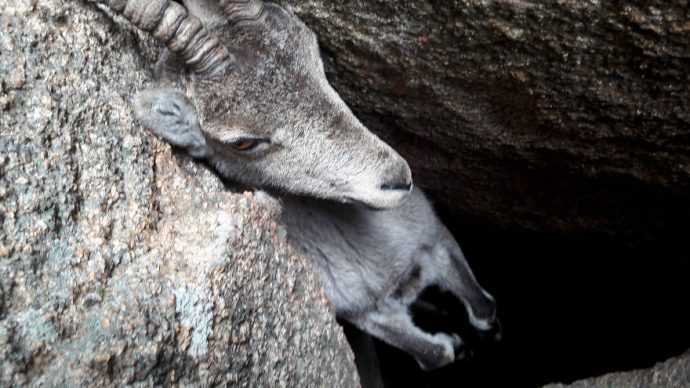 We-saved-a-mountain-goat-that-was-stuck-hanging-in-the-air-by-its-horns-5a5dc5cc3f803__880