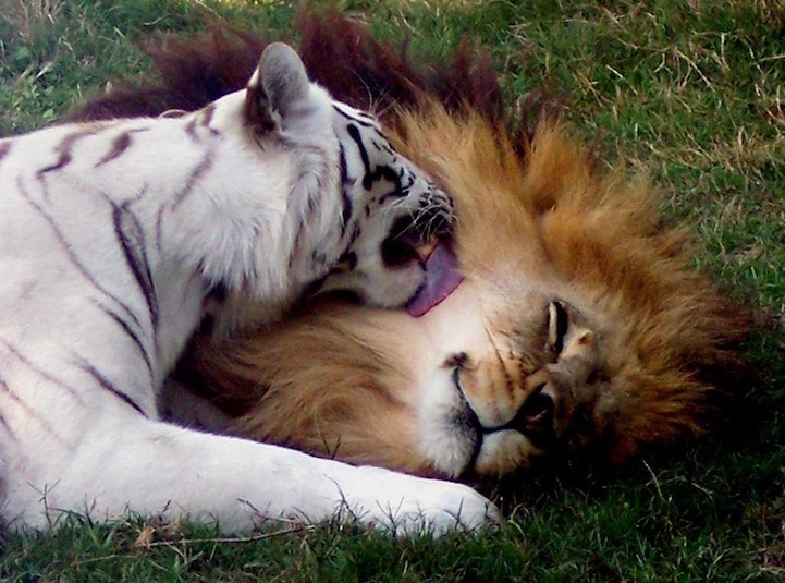 Лев потерял гриву, но не любовь к белоснежной тигрице! У них никогда не будет лигрят, но их привязанность - вечна...