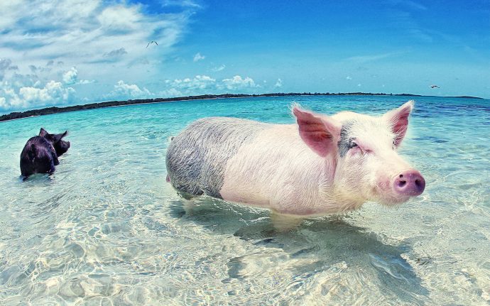 Разноцветные водоплавающие свинки на Багамских островах: мы бы тоже не отказались так жить! :) рис 6