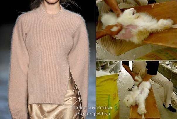 Ангорская шерсть добывается ценой невероятных страданий животных! Вы уже никогда не захотите купить свитер... рис 3