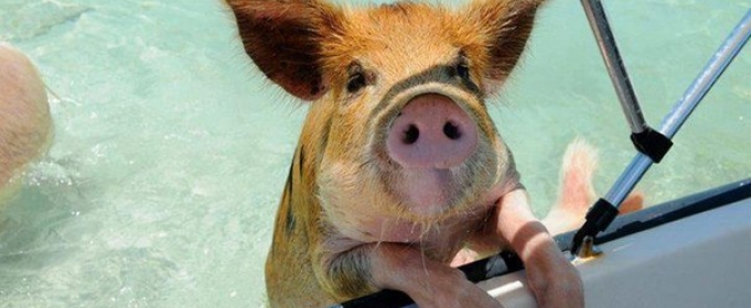 Разноцветные водоплавающие свинки на Багамских островах: мы бы тоже не отказались так жить! :) рис 7