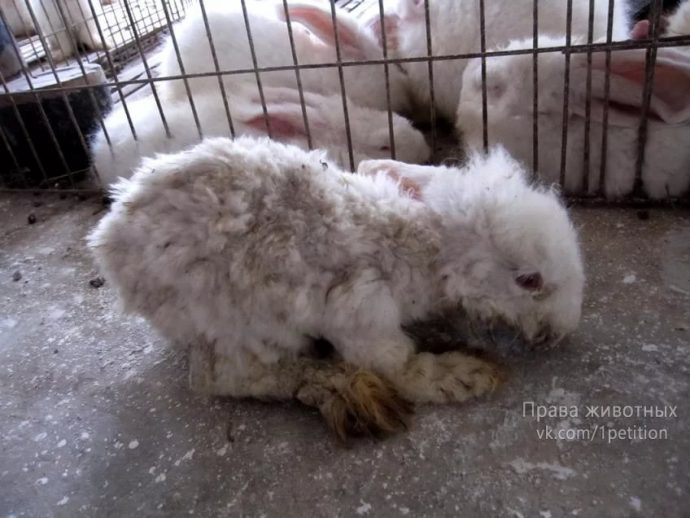 Ангорская шерсть добывается ценой невероятных страданий животных! Вы уже никогда не захотите купить свитер... рис 4