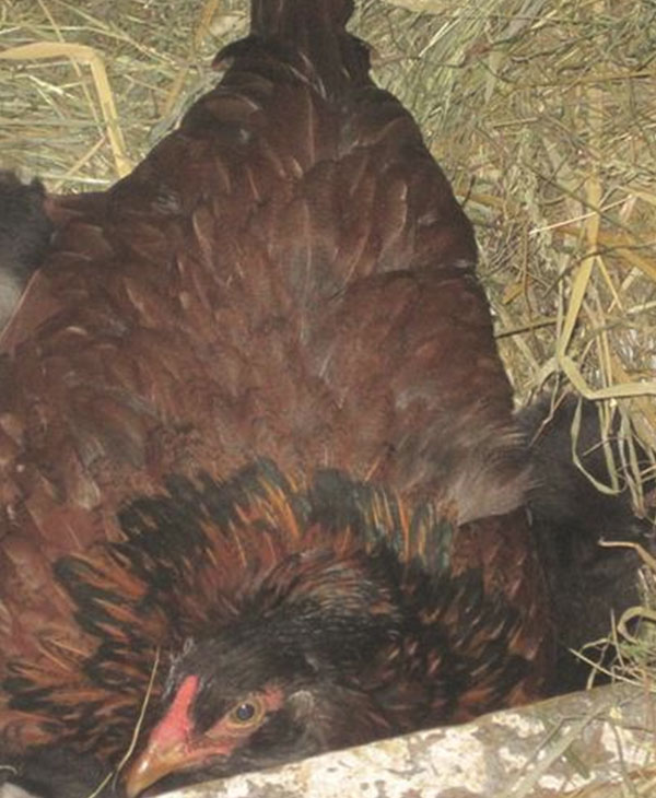 Эта дружелюбная курица вдруг стала прятаться... Заглянув в гнездо, фермер был сражен наповал! рис 3