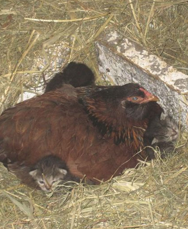 Эта дружелюбная курица вдруг стала прятаться... Заглянув в гнездо, фермер был сражен наповал! рис 5