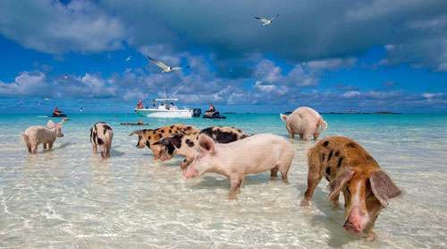 Разноцветные водоплавающие свинки на Багамских островах: мы бы тоже не отказались так жить! :) рис 8