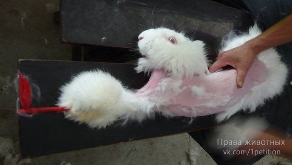 Ангорская шерсть добывается ценой невероятных страданий животных! Вы уже никогда не захотите купить свитер... рис 7