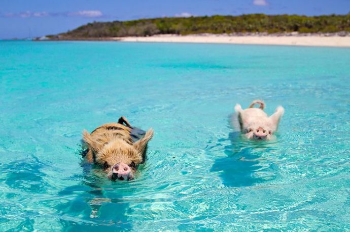 Разноцветные водоплавающие свинки на Багамских островах: мы бы тоже не отказались так жить! :) рис 9