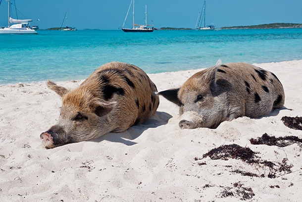 Разноцветные водоплавающие свинки на Багамских островах: мы бы тоже не отказались так жить! :) рис 10