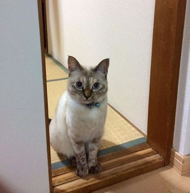 stray-cat-chooses-owner-vell-kawasaki-hina-47