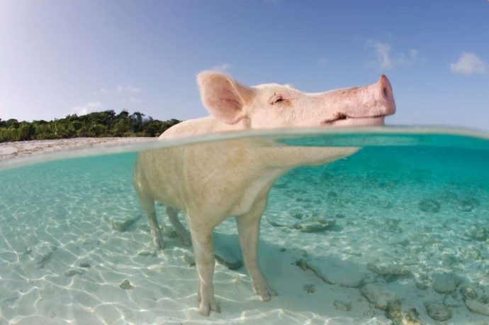 Разноцветные водоплавающие свинки на Багамских островах: мы бы тоже не отказались так жить! :) рис 11