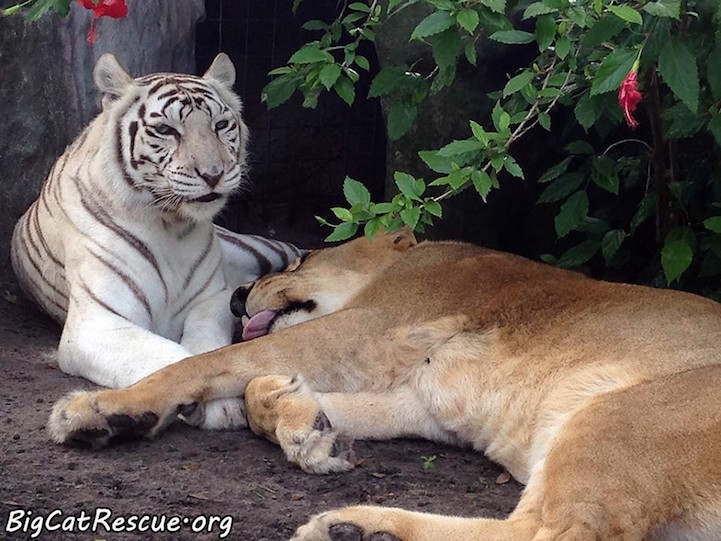 Лев потерял гриву, но не любовь к белоснежной тигрице! У них никогда не будет лигрят, но их привязанность - вечна... рис 4