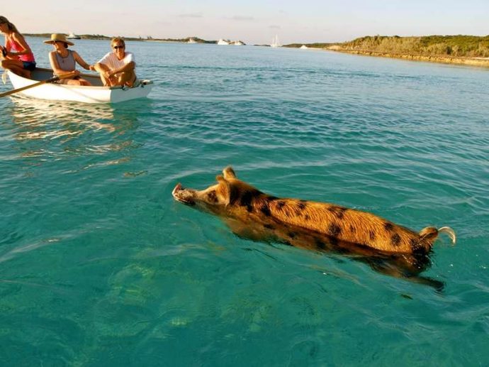 Разноцветные водоплавающие свинки на Багамских островах: мы бы тоже не отказались так жить! :) рис 13