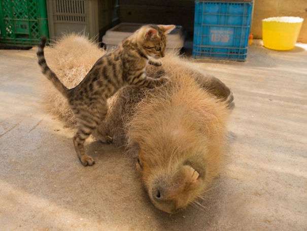 "Совсем как кот!" Огромная капибара живет в доме, дружит с собаками и сердится на черепах! :) рис 10