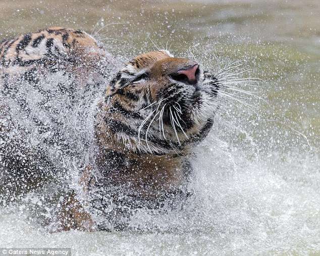 В Таиланде обнаружен Тигра из сказки о Винни-Пухе! Фотограф снял уникальные кадры хищника-шалуна...) рис 3