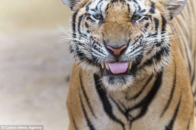 В Таиланде обнаружен Тигра из сказки о Винни-Пухе! Фотограф снял уникальные кадры хищника-шалуна...)