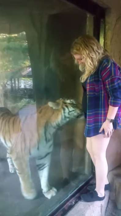 "Я знаю, у тебя там малыш!" Тигр из зоопарка прижался к животу беременной женщины... рис 4