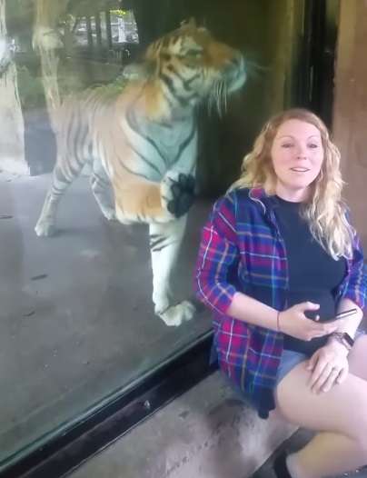 "Я знаю, у тебя там малыш!" Тигр из зоопарка прижался к животу беременной женщины... рис 2