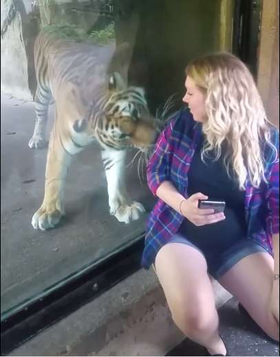 "Я знаю, у тебя там малыш!" Тигр из зоопарка прижался к животу беременной женщины... рис 3