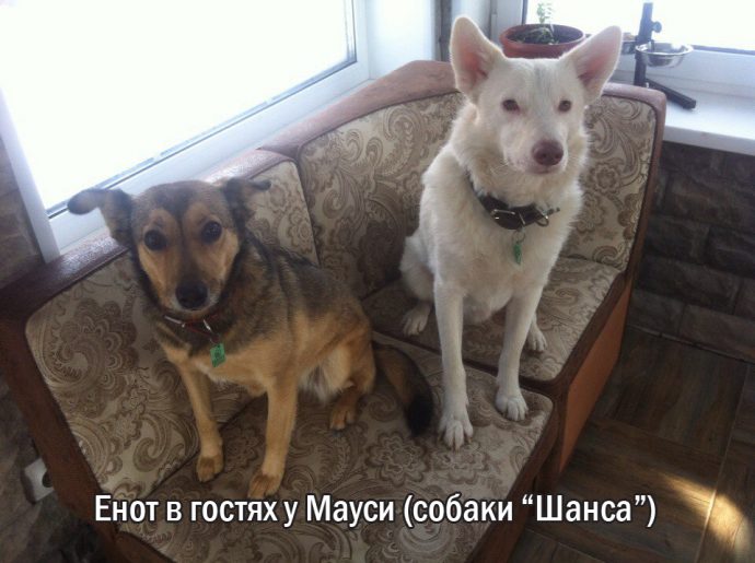"Мы сделали всё, что могли..." Люся, Маша и Енот – выжившие собаки из Ваулино рис 13