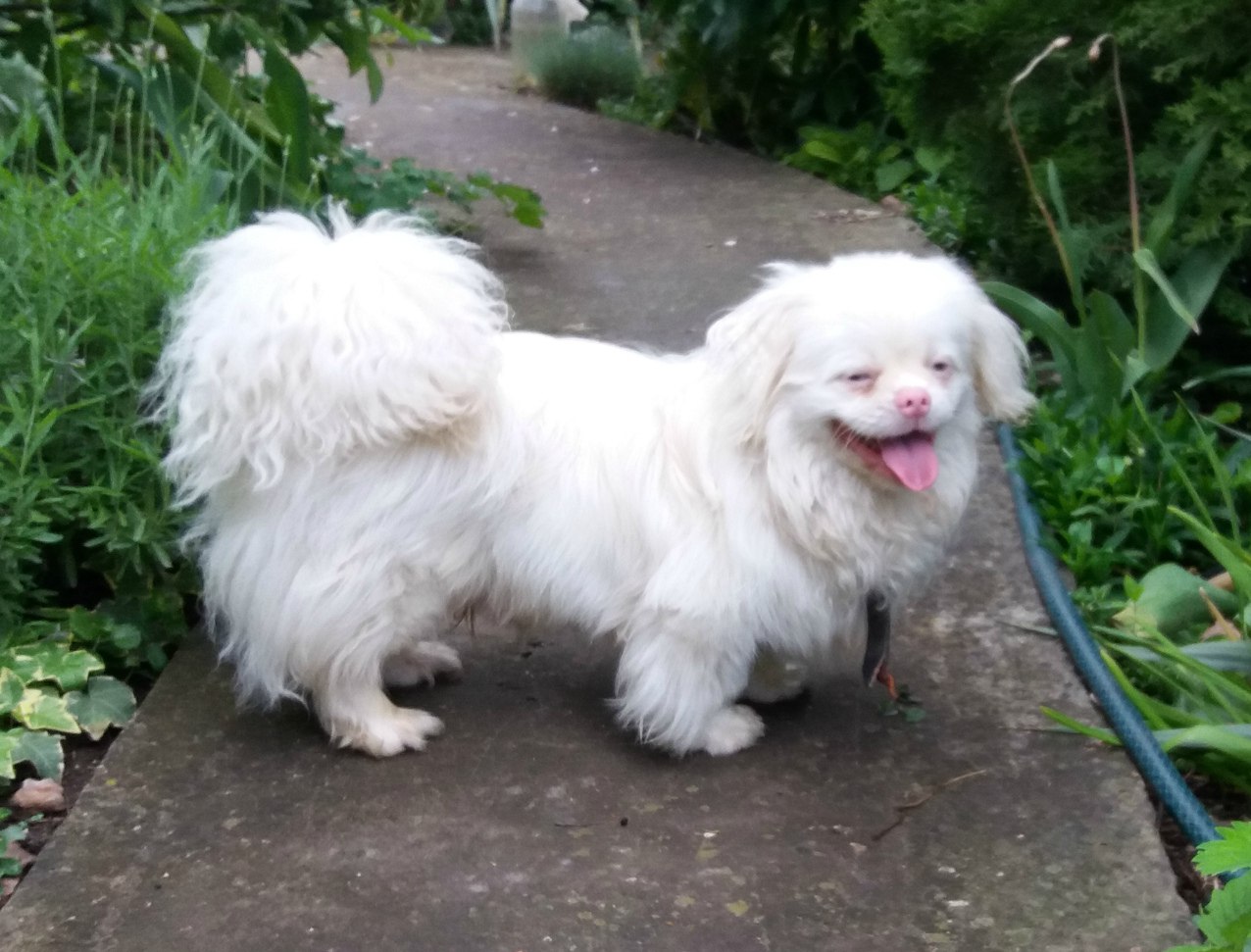 Самая улыбчивая собака в мире! Как замученный дикарь Кузя превратился в белоснежного пекинеса Лорда рис 4