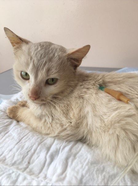 He was almost walled up in the basement, and already on the street the homeless cat became ill... Help Snowy survive!  pic 2