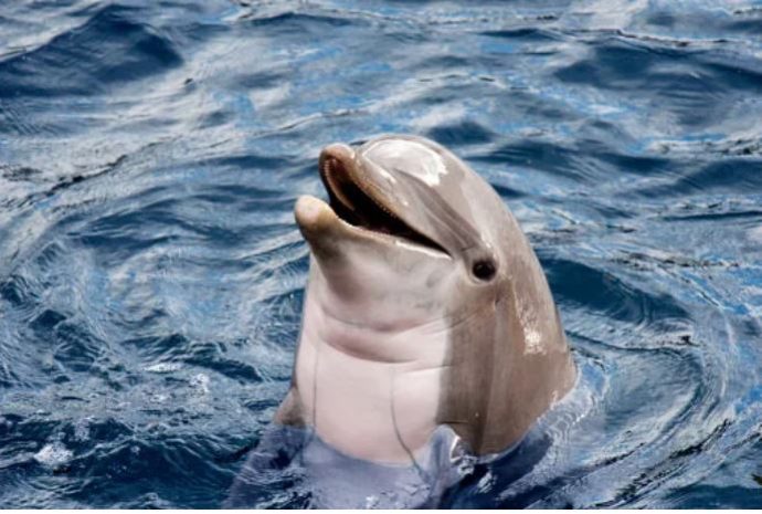 12 самых невероятных фактов о морских животных, которые заставят вас удивляться!)
