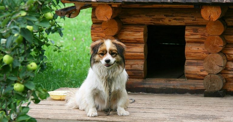 Как сделать комфортную и тёплую будку для собаки