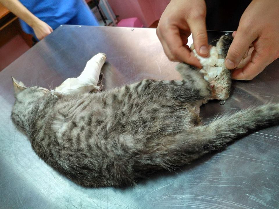 Течка у стерилизованной кошки сколько длится