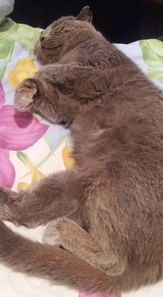 Британский кот Соломон спит