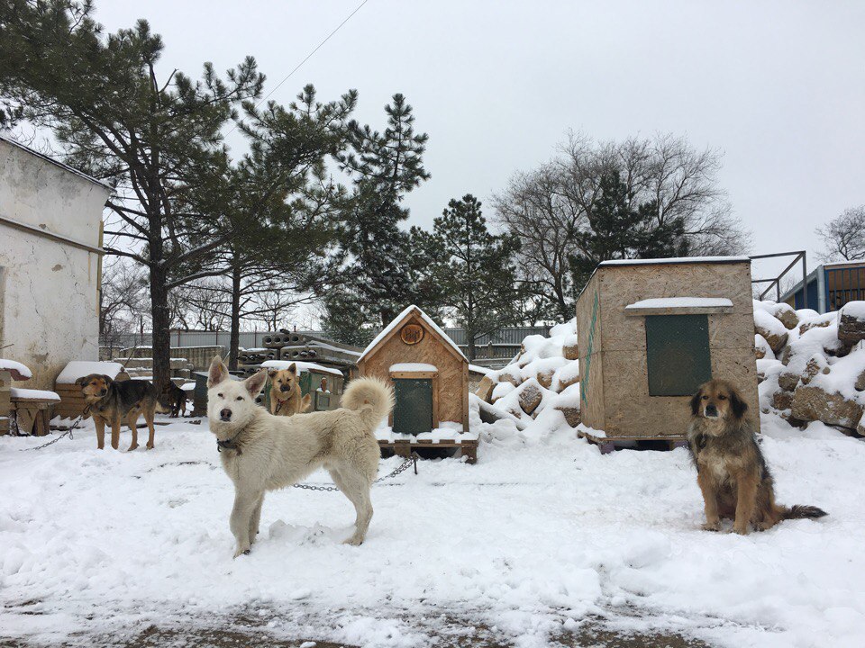 Картинки из собачьей жизни: вот как мы радуемся снегу, вдруг выпавшему в Евпатории!