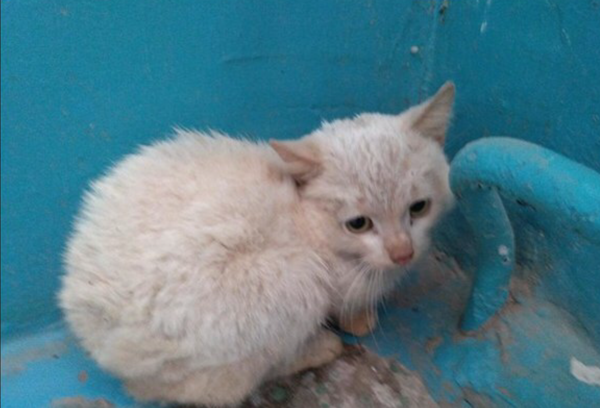 He was almost walled up in the basement, and already on the street the homeless cat became ill... Help Snowy survive!