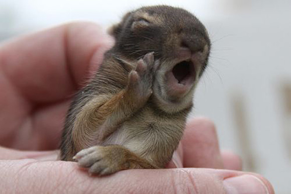 Baby-Squirrel-Yawns-Are-Contagious
