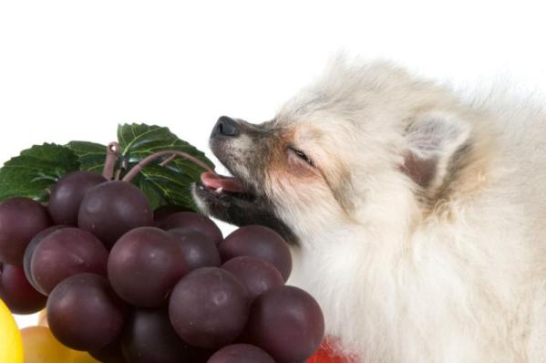 Grapes-and-Raisins.jpg