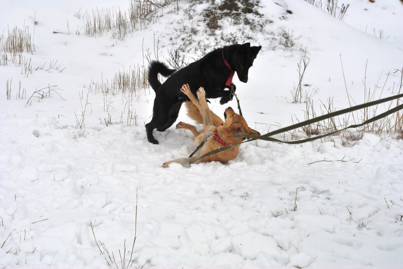 Картинки из собачьей жизни: вот как мы радуемся снегу, вдруг выпавшему в Евпатории! рис 3