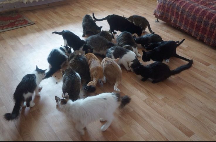 Голод в мини-приюте! Хозяйка всю жизнь спасала животных, но сегодня 33 кошки остались без еды и лекарств... рис 3