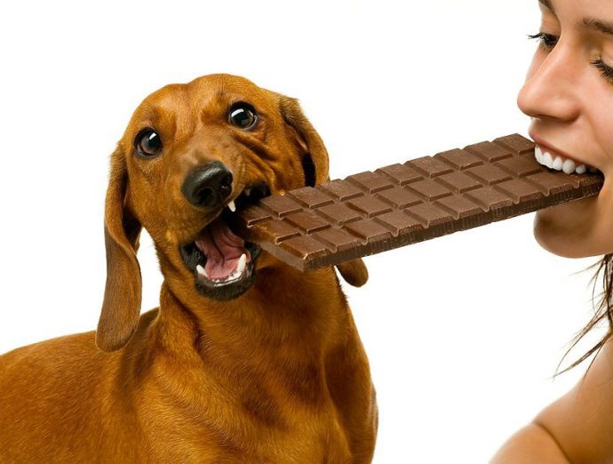 cane-cioccolato.jpg