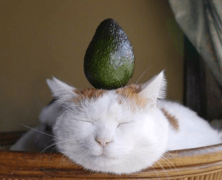 cat-eating-avocado.png