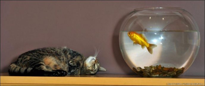cat-goldfish-03