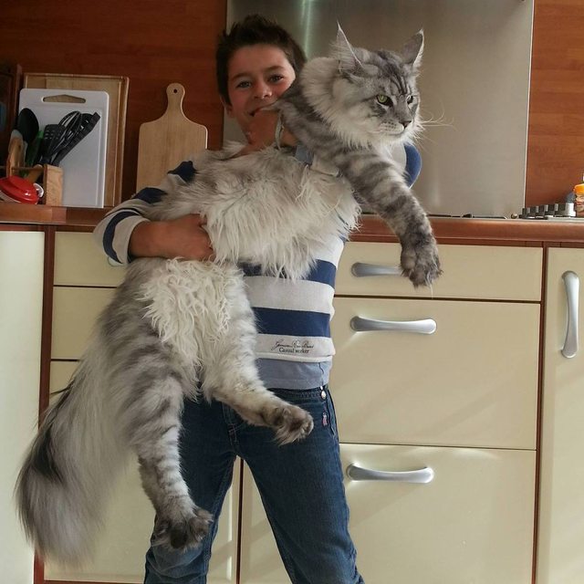 большой кот