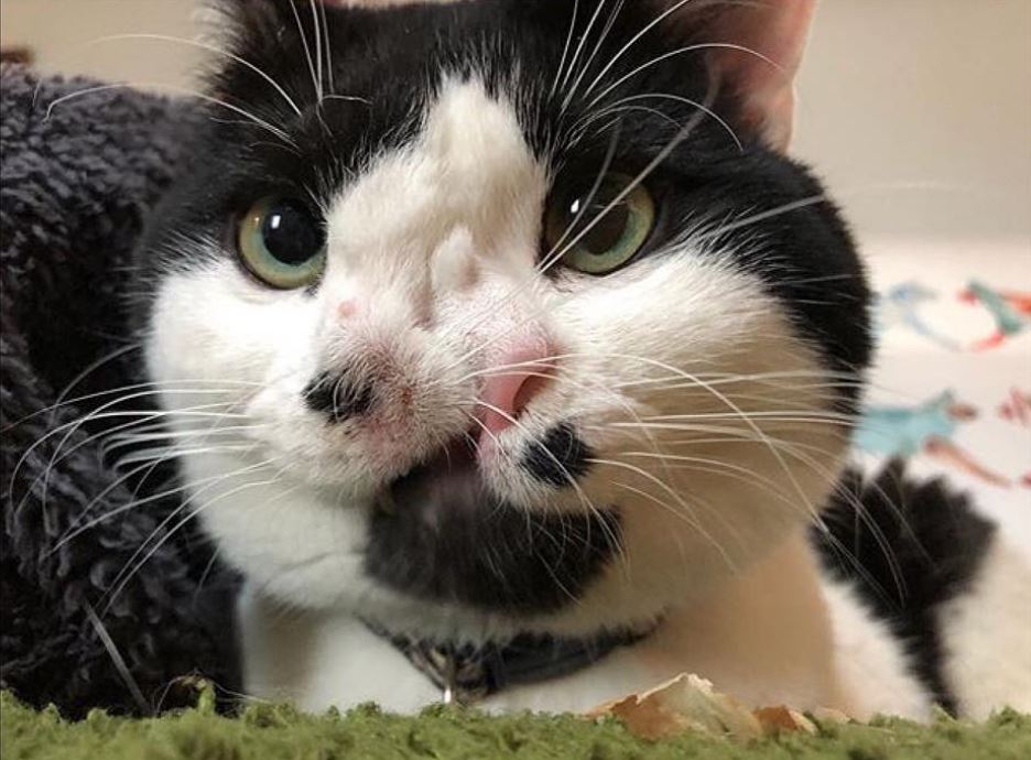 A cat with two noses breathes 2 times better! Memphis says hello to everyone who wanted to put him to sleep...