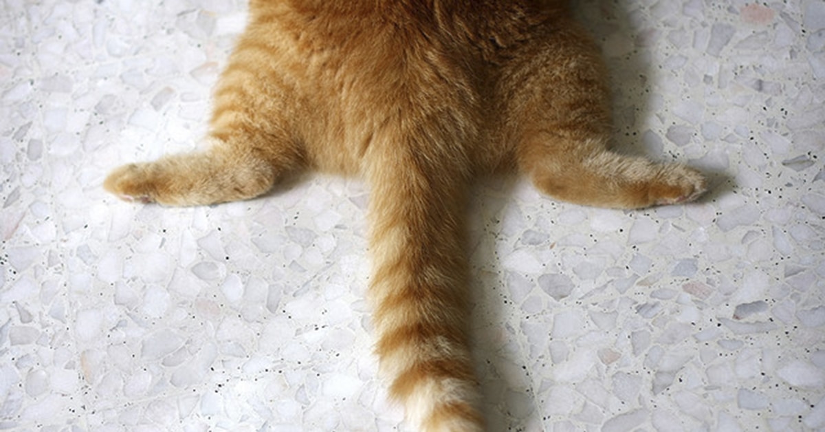 Хвост кота картинка. Кот с хвостом. Хвост рыжего кота. Кошачий хвост. Рыжий кошачий хвост.